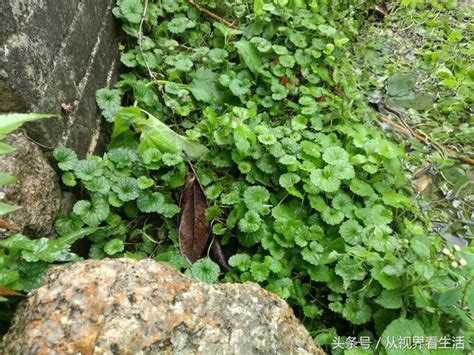 金錢薄荷禁忌|連錢草(活血丹、透骨消、接骨消、馬蹄草、金錢草、金錢薄荷)